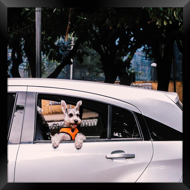 Cute dog on open window of a car Framed Print by Alexandre Rotenberg
