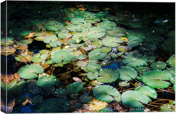 Water lillies Canvas Print by Alexandre Rotenberg