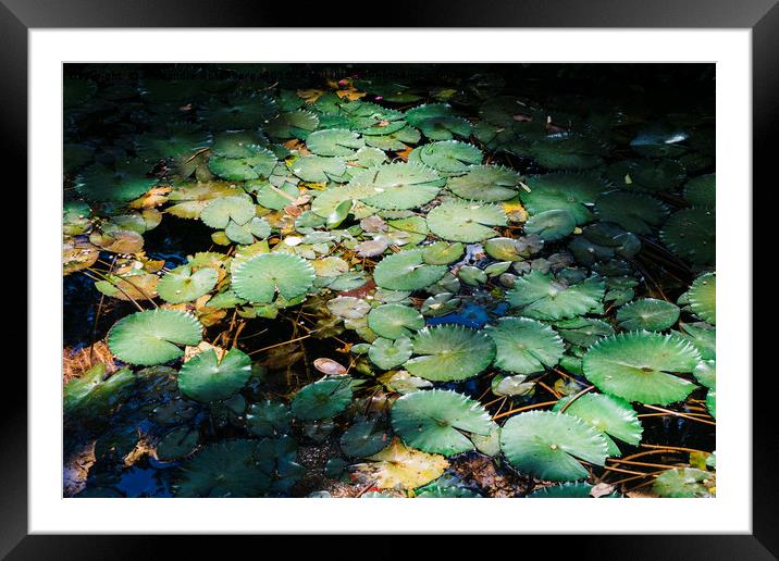 Water lillies Framed Mounted Print by Alexandre Rotenberg