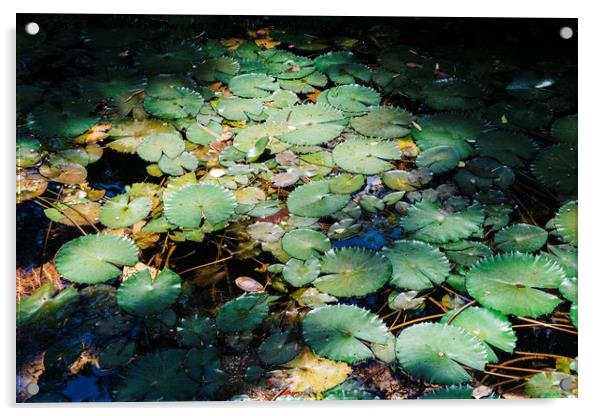 Water lillies Acrylic by Alexandre Rotenberg