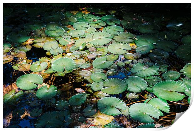 Water lillies Print by Alexandre Rotenberg
