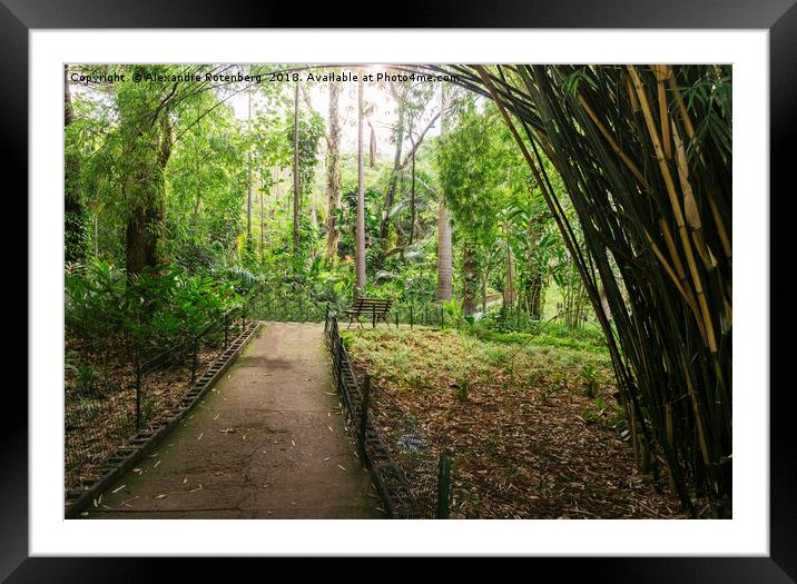 Bamboo-lined path  Framed Mounted Print by Alexandre Rotenberg