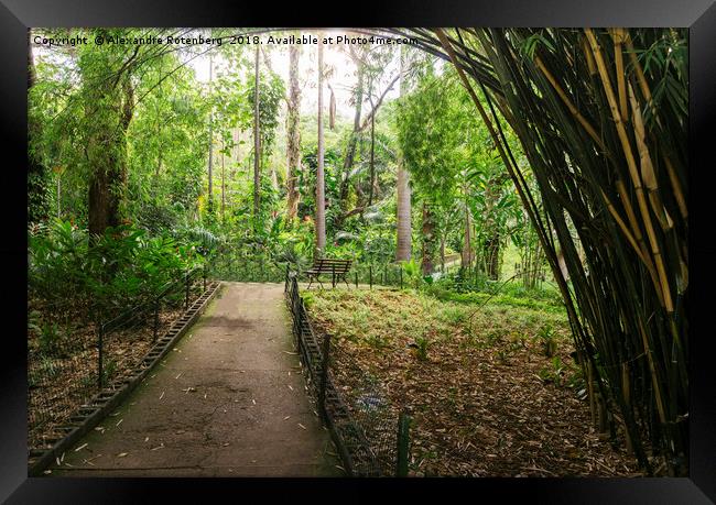 Bamboo-lined path  Framed Print by Alexandre Rotenberg