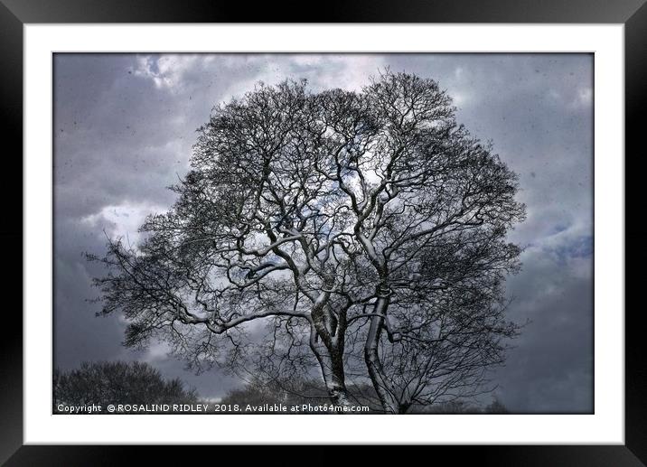 "Trees in the snow" Framed Mounted Print by ROS RIDLEY