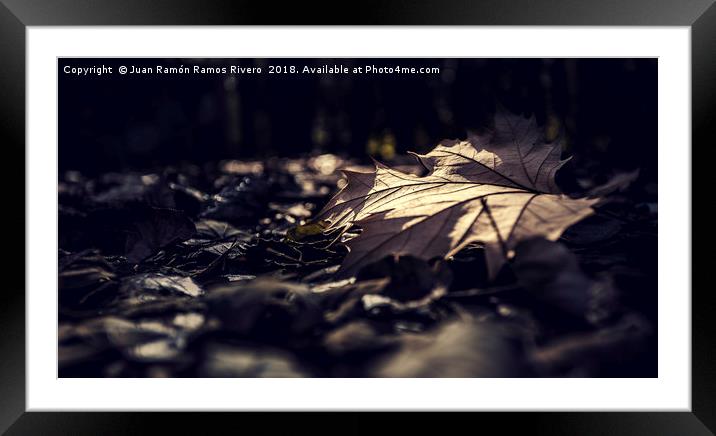 Dry leaf on the ground Framed Mounted Print by Juan Ramón Ramos Rivero
