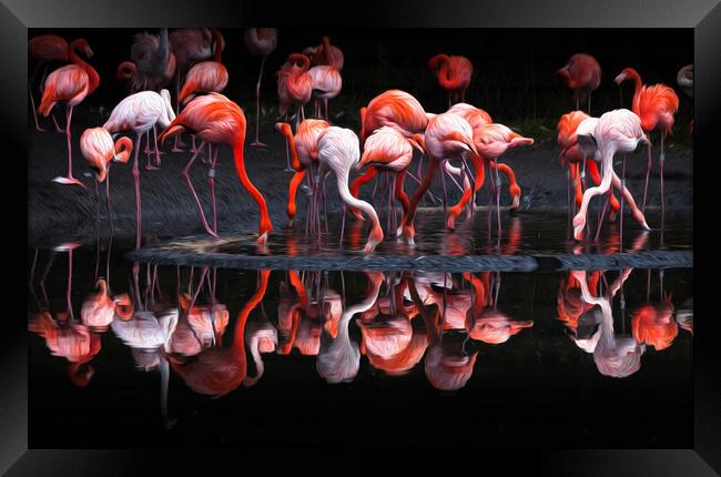 Flamingos using an oil painting filter Framed Print by Leighton Collins