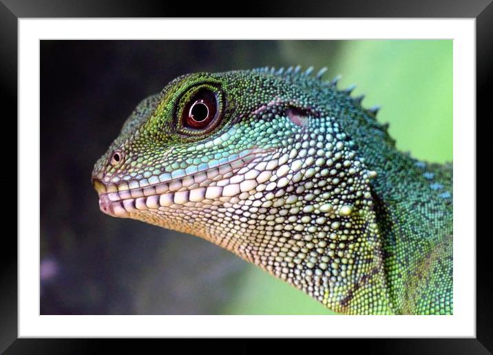 Chinese Water Dragon Framed Mounted Print by Anthony Michael 