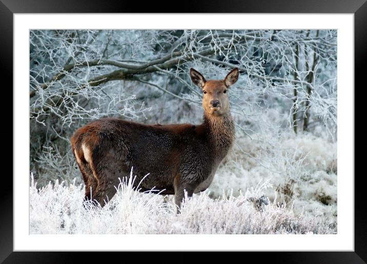 Lone Deer In Winter Framed Mounted Print by Anthony Michael 