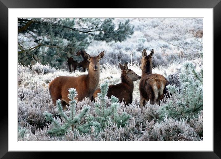 Deer Family In Winter Framed Mounted Print by Anthony Michael 