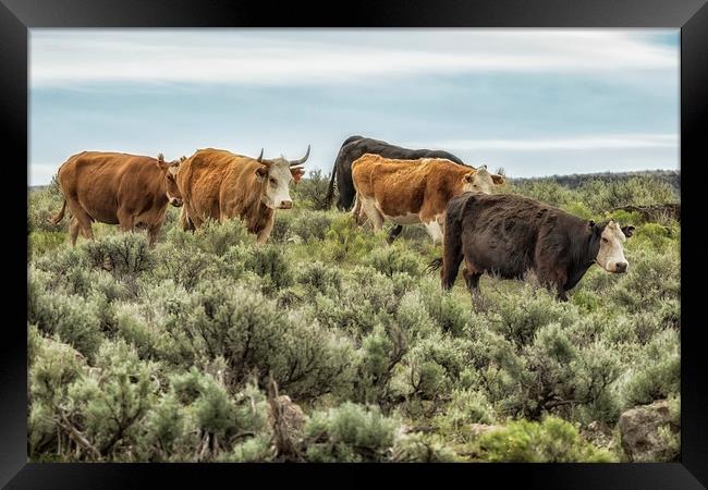 Five Cows Coming Down a Hill Framed Print by Belinda Greb