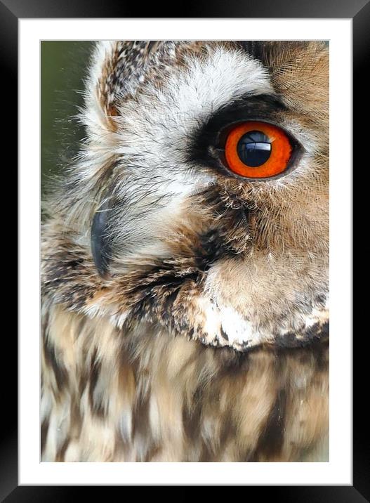 Owl Portrait  Framed Mounted Print by Anthony Michael 