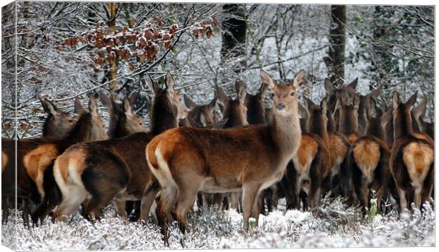 Deer Herd  Canvas Print by Anthony Michael 