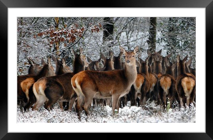 Deer Herd  Framed Mounted Print by Anthony Michael 