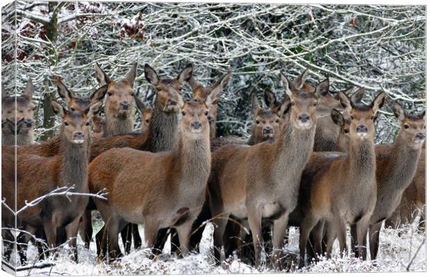 Herd Of Deer Canvas Print by Anthony Michael 