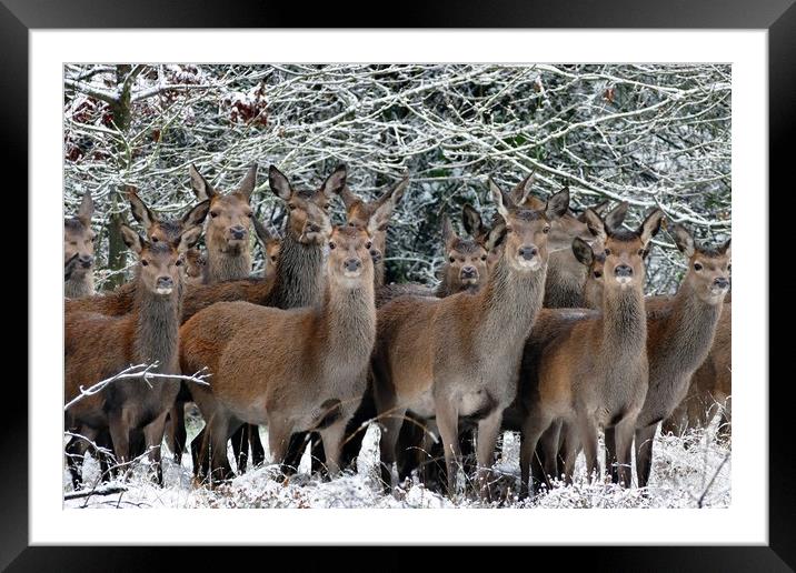 Herd Of Deer Framed Mounted Print by Anthony Michael 