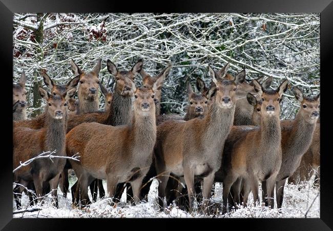 Herd Of Deer Framed Print by Anthony Michael 