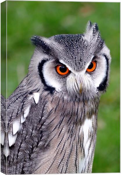 Southern White Faced Owl Canvas Print by Anthony Michael 