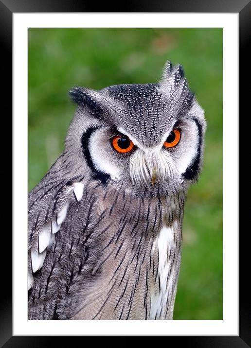Southern White Faced Owl Framed Mounted Print by Anthony Michael 