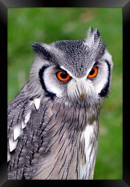 Southern White Faced Owl Framed Print by Anthony Michael 