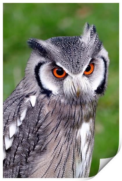 Southern White Faced Owl Print by Anthony Michael 