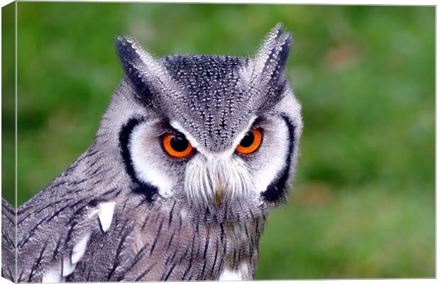 Southern White Faced Owl Canvas Print by Anthony Michael 