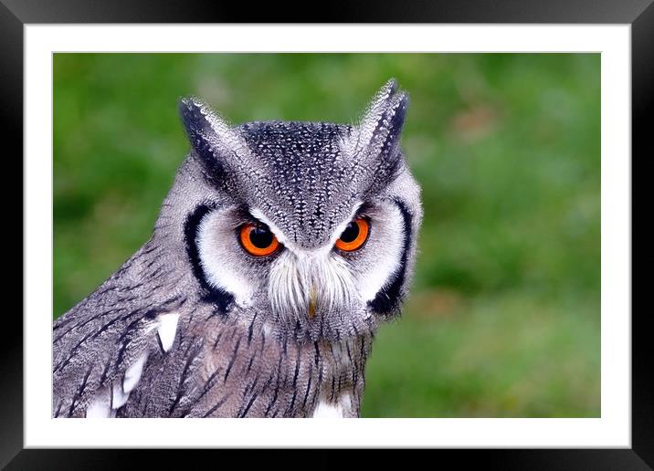Southern White Faced Owl Framed Mounted Print by Anthony Michael 