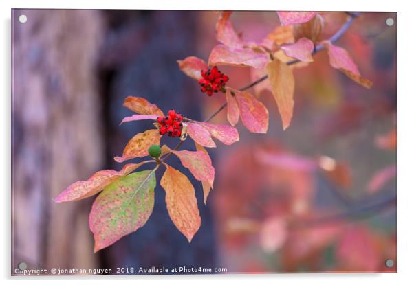 Dogwood Autumn Leaves Acrylic by jonathan nguyen