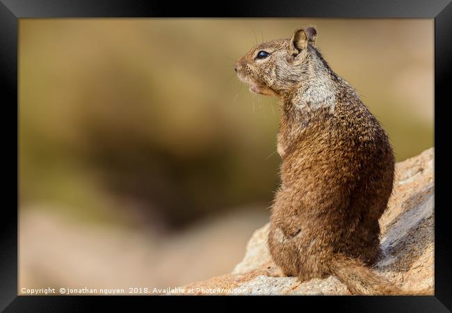Ground Squirrel Framed Print by jonathan nguyen