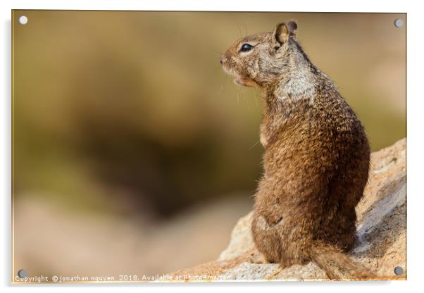 Ground Squirrel Acrylic by jonathan nguyen