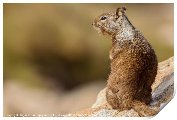 Ground Squirrel Print by jonathan nguyen
