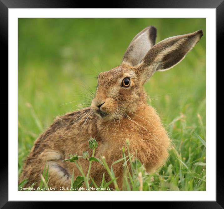 Brown Hare relaxing Framed Mounted Print by Linda Lyon