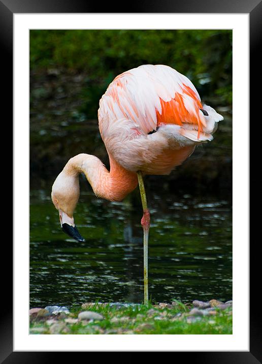 Pink Flamingo Framed Mounted Print by Declan Howard