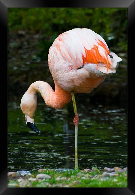 Pink Flamingo Framed Print by Declan Howard
