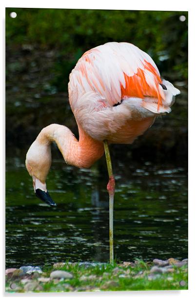Pink Flamingo Acrylic by Declan Howard