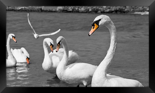 Swans Framed Print by Declan Howard