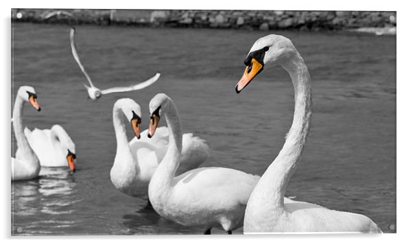 Swans Acrylic by Declan Howard