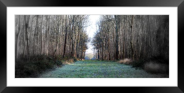 Wooded Pathway Framed Mounted Print by Karen Martin