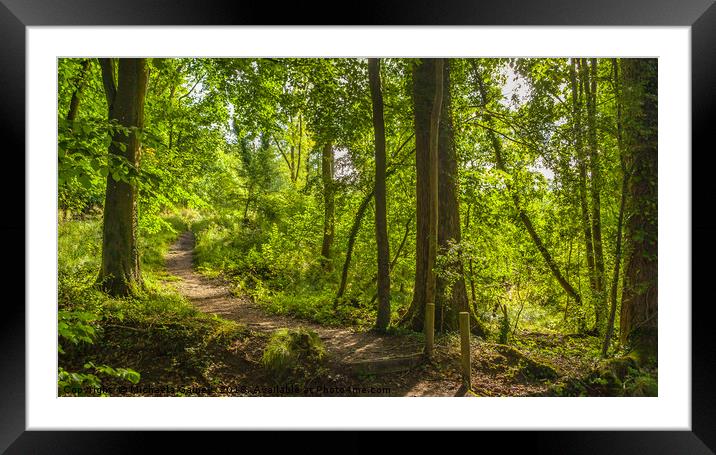 Clout Woods, Wroughton, Wiltshire, UK Framed Mounted Print by Michaela Gainey