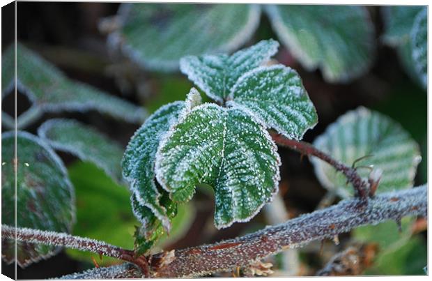 Frosted Bramble Canvas Print by Karen Martin