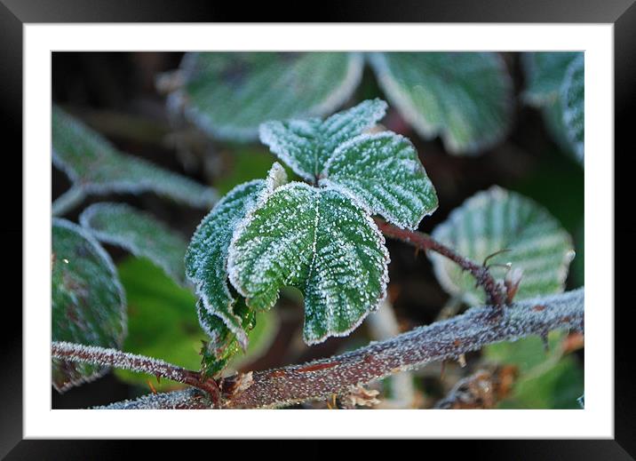 Frosted Bramble Framed Mounted Print by Karen Martin