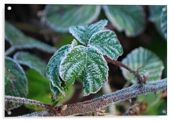 Frosted Bramble Acrylic by Karen Martin