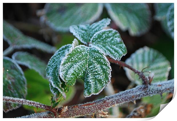 Frosted Bramble Print by Karen Martin