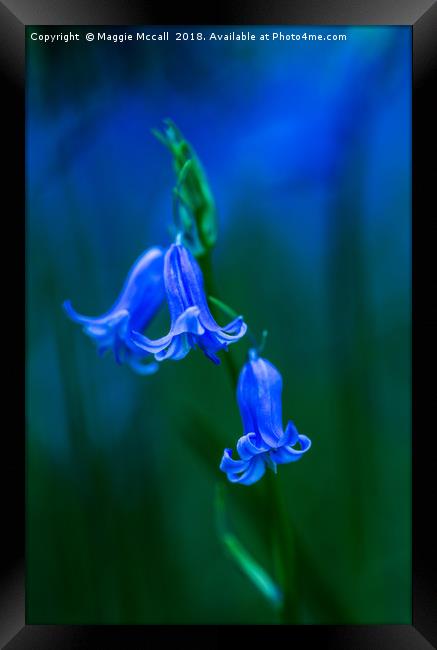 Bluebell Close-up Framed Print by Maggie McCall
