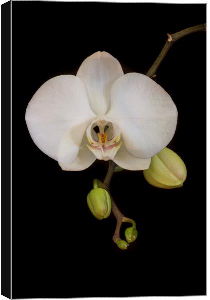 White Orchid on Black Canvas Print by Kelly Bailey