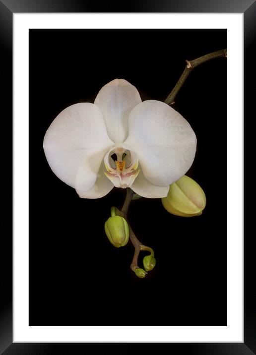 White Orchid on Black Framed Mounted Print by Kelly Bailey