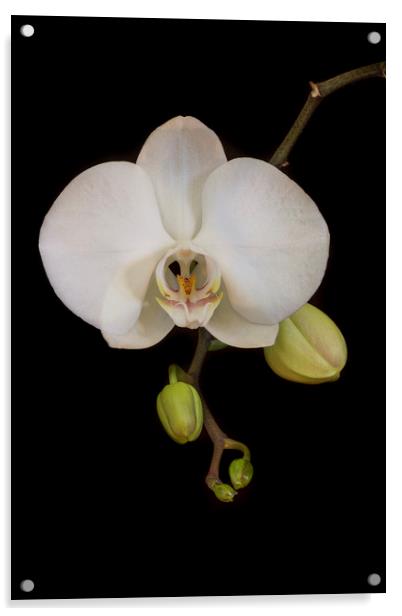 White Orchid on Black Acrylic by Kelly Bailey