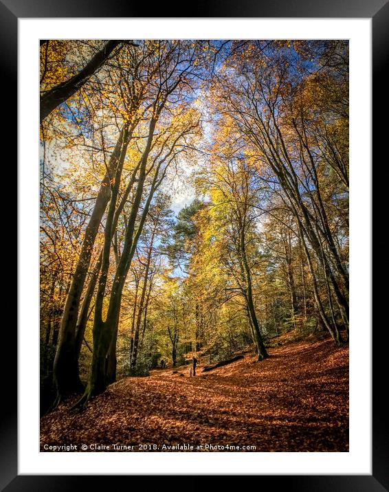 Golden Autumn carpet Framed Mounted Print by Claire Turner