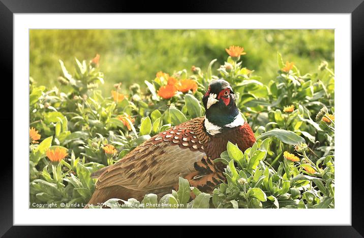 Pheasant and Marigolds Framed Mounted Print by Linda Lyon
