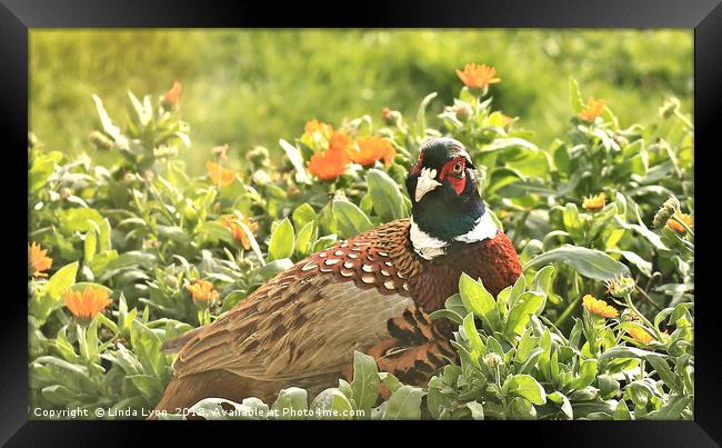 Pheasant and Marigolds Framed Print by Linda Lyon