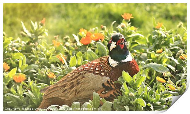 Pheasant and Marigolds Print by Linda Lyon